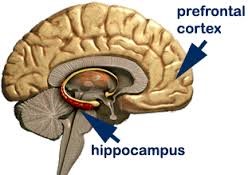 Be Kind to your Hippocampus