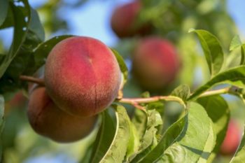Is Your eLearning Like Cooking Peaches?